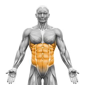 ćwiczenia na brzuch anatomia