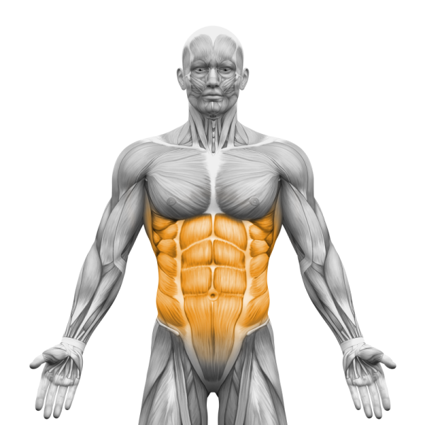 cwiczenia-na-brzuch-anatomia-przezroczyste-tlo